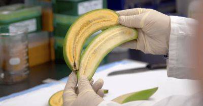 Вильям Гейтс - Билл Гейтс - Проект Banana21: ученые создали "супербанан", который поможет спасти миллионы жизней - focus.ua - Украина - Уганда