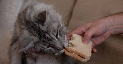 Можно ли кормить кошку хлебом: ответ экспертов - focus.ua - Украина