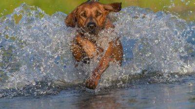 Прыгнула в воду, чтобы проверить, спасет ли ее собака, - и утонула - vesty.co.il - Южная Корея - США - Израиль - шт.Флорида
