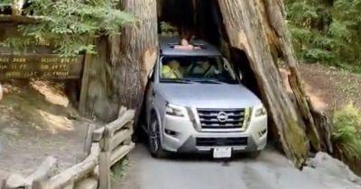 Не пролез: внедорожник Nissan застрял в стволе 2500-летнего дерева (видео) - focus.ua - США - Украина - шт. Калифорния