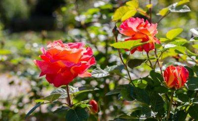 Как спасти розы в жару и не дать им засохнуть: вот что нужно сделать с кустами - hyser.com.ua - Украина - Англия