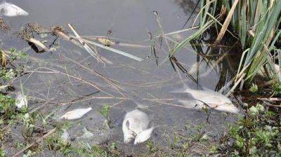 На Полтавщине из-за загрязнения реки Псел запретили купание, рыбалку и использование воды - pravda.com.ua - Кременчуг