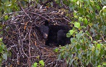 Медведь забрался в гнездо орлана и там уснул - charter97.org - США - Белоруссия