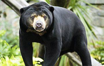 Китайский зоопарк показывал переодетых людей вместо малайских медведей? - charter97.org - Белоруссия
