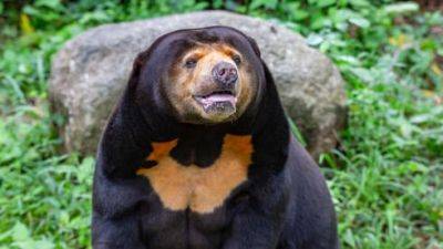 Подозрение: зоопарк держит вместо медведей переодетых людей - vesty.co.il - Китай - Израиль - Малайзия