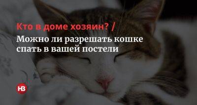 Кто в доме хозяин? Можно ли разрешать кошке спать в вашей постели - nv.ua - Украина