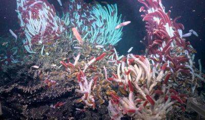 Под дном Тихого океана нашли неизвестный мир живых существ - planetanovosti.com