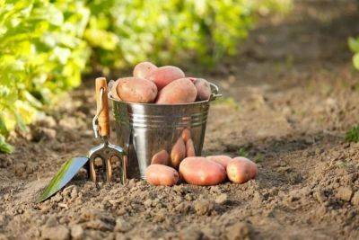 Когда копать картошку – как понять, что можно выкапывать картошку – правила хранения - apostrophe.ua - Украина
