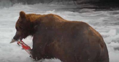 Аппетит в порядке: самый популярный медведь на Аляске съел 45 кг лосося за 3 дня (видео) - focus.ua - США - Украина - шт. Колорадо - шт.Аляска