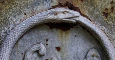 Эмблема вечности или спираль смерти. Ученые рассказали, почему змеи глотают свои хвосты (видео) - focus.ua - Украина