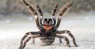 Персидская Златовласка. Ученые обнаружили новый вид тарантула с волосками из "золота" (фото) - focus.ua - Украина - Иран - Персия - Камерун