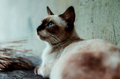Это может быть депрессия: почему кошка "чирикает" глядя в окно на птичек - ukrainianwall.com - Украина