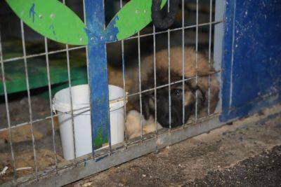 В районе Хайфы задержаны два человека за жестокое обращение с собаками - news.israelinfo.co.il