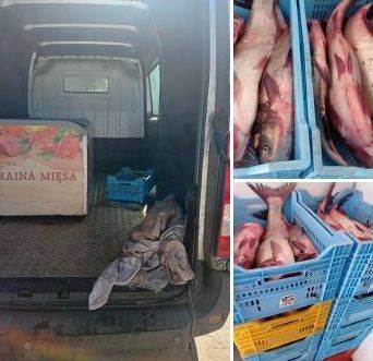 На Харьковщине женщина везла более 180 кг свежей рыбы без документов - objectiv.tv