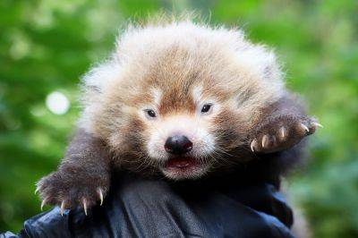 В чешском зоопарке родилась красная панда - vinegret.cz - Чехия - Пльзень