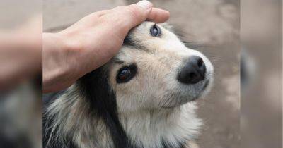 Ученые рассказали, почему так полезно гладить собак - fakty.ua - Украина