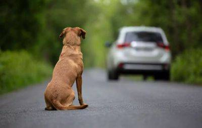 Маттео Сальвини - В Италии планируют лишать прав водителей, которые бросают животных на дороге - obzor.lt - Италия