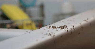 "Работает всегда": названо лучшее домашнее средство для избавления от муравьев - focus.ua - Украина