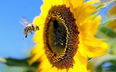 Пчелы по вызову - produkt.by - Россия - Краснодарский край - Белоруссия