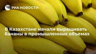 Турецкая компания GenGroup Qazaqstan начала выращивать бананы в Казахстане - smartmoney.one - США - Казахстан - Турция - Туркестан