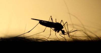 Найден новый эффективный способ борьбы с комарами: самцов лишат возможности слышать - focus.ua - Украина - Лондон
