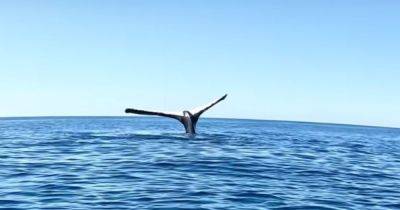 Греет хвост на солнце: в Австралии засняли редкие кадры кита, стоящего на голове (видео) - focus.ua - Украина - Австралия