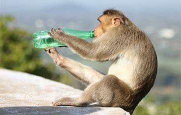Ученые вылечили обезьян с «хроническим алкоголизмом» - charter97.org - Белоруссия