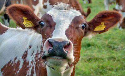 Коров - в жертву климату - obzor.lt - Ирландия