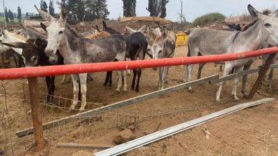 Десятки животных спасены на пиратской ферме в округе Ха-Шарон - vesty.co.il - Израиль