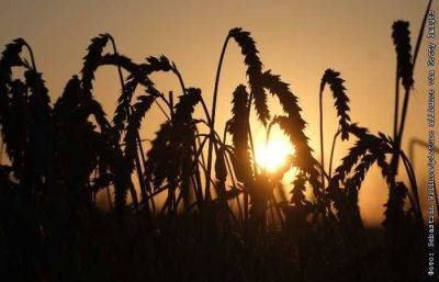 Пошлина на экспорт пшеницы из России с 16 августа повысилась на 27,2% - smartmoney.one - Москва - Россия