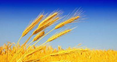 Китай сохранил первое место среди производителей пшеницы - produkt.by - Китай - США - Белоруссия