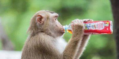 Прорыв. Генная терапия вылечила обезьян от алкогольной зависимости - nv.ua - Украина