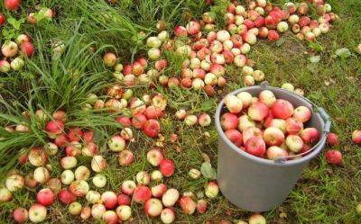 Вы угробите все деревья: почему опавшие яблоки нужно как можно быстрее собрать с земли - hyser.com.ua - Украина