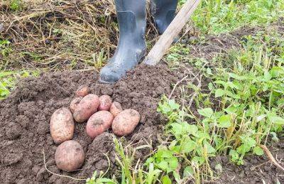Смело идем на огород: названы благоприятные дни для уборки картошки в августе. Календарь - hyser.com.ua - Украина