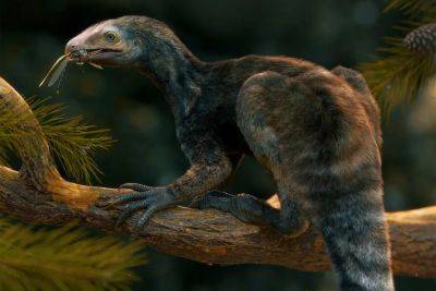 В Бразилии нашли останки Venetoraptor gassenae, который может быть предком птерозавров - фото - apostrophe.ua - Украина - Бразилия - Таиланд
