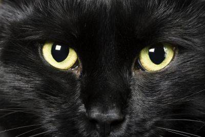 День черного кота 17 августа - забавные картинки и мемы - apostrophe.ua - США - Украина - Англия