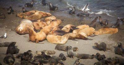 Ад для морских котиков. На острове в Сибири обнаружили сотни мертвых тел животных (фото) - focus.ua - Украина - штат Мэн - Сибирь