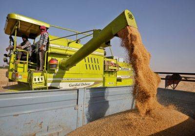 Индия рассматривает возможность покупки пшеницы у россии со скидкой - Reuters - unn.com.ua - Россия - США - Украина - Киев - Индия - Нью-Дели - Торговля