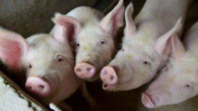 Пересаженные человеку почки свиньи прижились и впервые нормально функционируют - fokus-vnimaniya.com - США - штат Алабама - Reuters