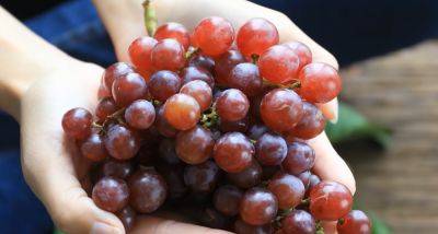 Нужно выбрать подходящий сорт: какой виноград лучше всего подходит для компота, а какой для домашнего вина - ukrainianwall.com - Украина - г. Александрия
