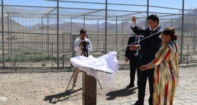 Центр реабилитации и разведения снежного барса открыли в Мургабском районе - dialog.tj - Таджикистан