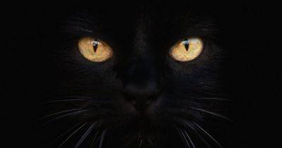 17 августа — День черного кота: суеверия, приметы и факты (фото, видео) - focus.ua - США - Украина - Греция