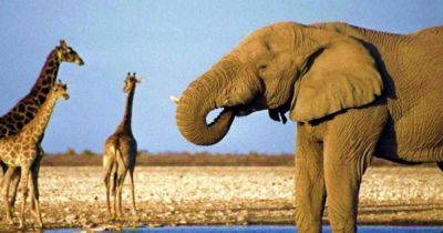 Айболита: РФ хочет наладить импорт слонов и жирафов из Лимпопо - dsnews.ua - Москва - Россия - Украина - Юар
