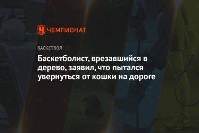 Баскетболист, врезавшийся в дерево, заявил, что пытался увернуться от кошки на дороге - championat.com - Россия