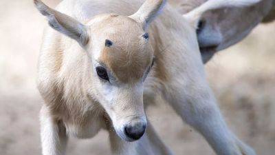 В зоопарке родился детёныш редкой антилопы Аддакс - ru.euronews.com - Чад - Нигер - Мавритания