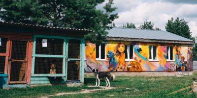 Международный день бездомных животных. Какая в Украине ситуация с хвостиками, не имеющими дома, и с приютами для них - nv.ua - Россия - Украина
