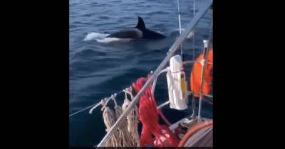 Барбара - Жуткие мгновения: киты-убийцы окружили яхту "Санта-Барбара" и оторвали руль (видео) - focus.ua - Украина - Португалия