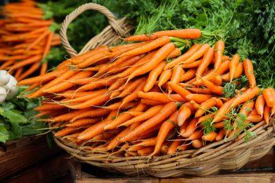 Как в августе быстро вырастить морковь - полезные советы - apostrophe.ua - Украина