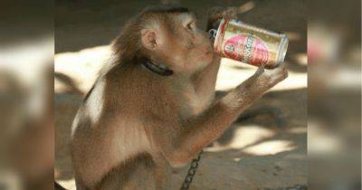 Ученые вылечили обезьян с хроническим алкоголизмом: что это даст человечеству - fakty.ua - США - Украина - Нью-Йорк