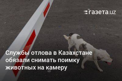 Службы отлова в Казахстане обязали снимать поимку животных на камеру - gazeta.uz - Казахстан - Узбекистан